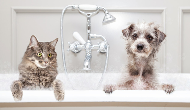 Elección de grifo de bañera y ducha: ¿por dónde empezar?